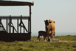 Les vaches